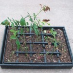 Seedlings and cuttings in alternating spots